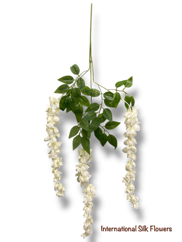 37'' Cassia Fistula ( H3001-#5 CR )