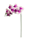37'' Real Touch Single Orchid ( INT055-#1 Cream Pink )