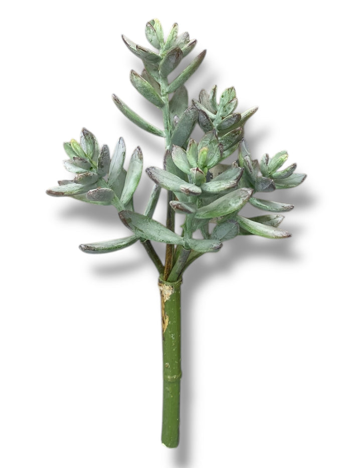 9'' Succulent Pick ( 199131-Green )